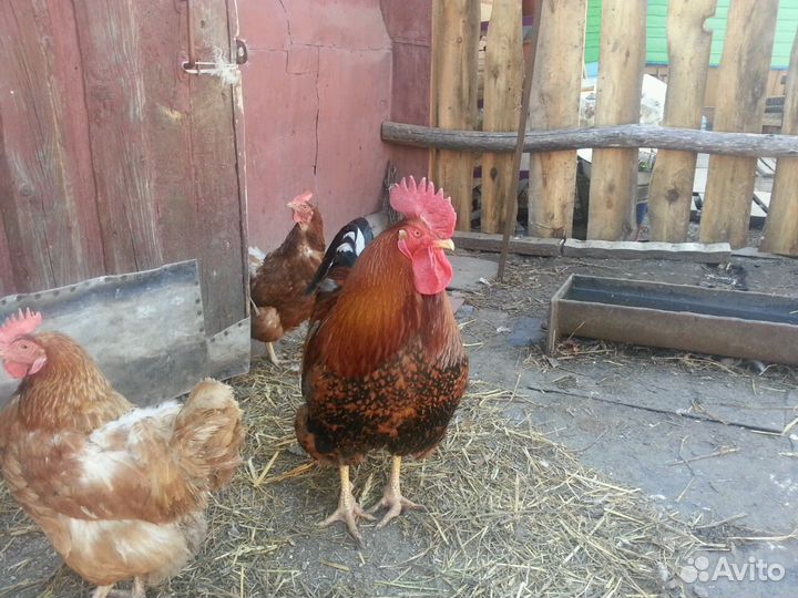 Яйцо деревенское,козье молоко,мясо