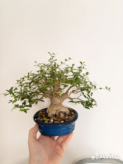 Бонсай мальпигия