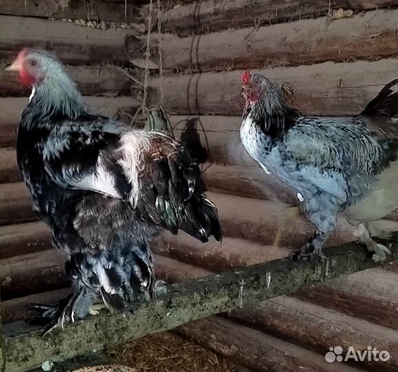 Петух, брама и китайский шелковый