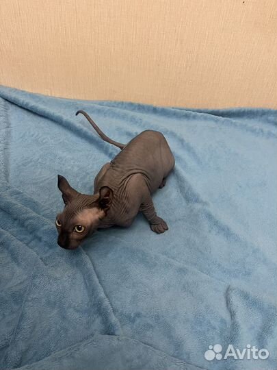 Сфинкс эльф