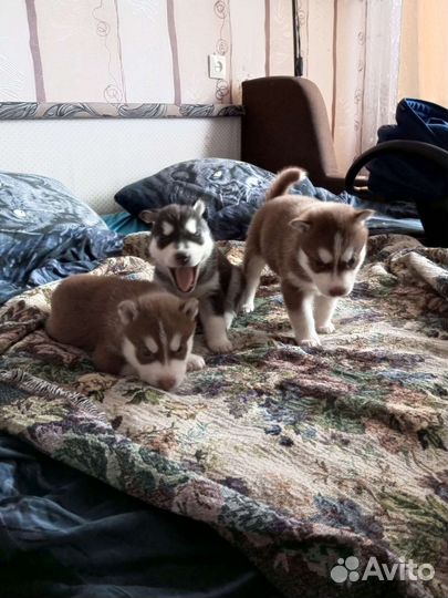 Сибирский хаски