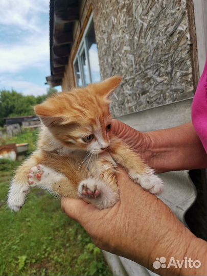 Котенок в добрые руки