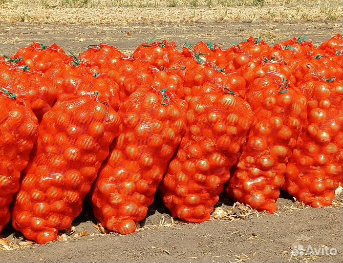 Лук на выгонку Штутгарт оптом от 3 тонн