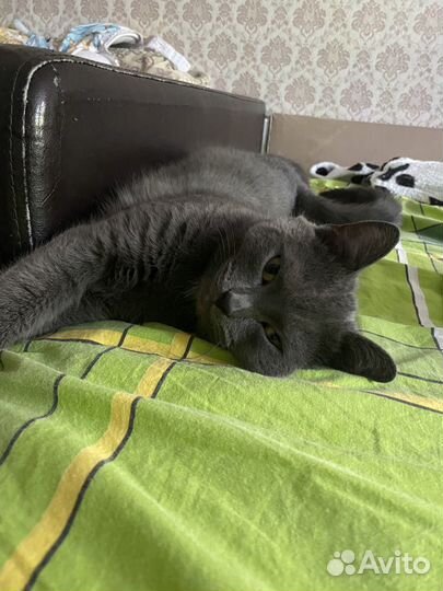 Кошка в добрые руки в дар