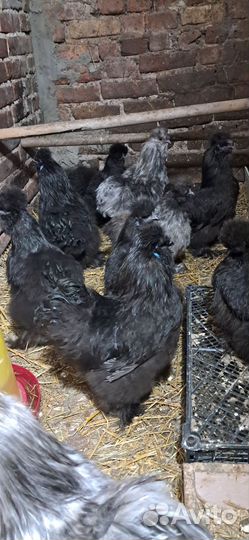 Китайские шелковые петушки