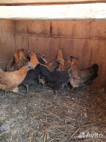 Яйца на инкубацию