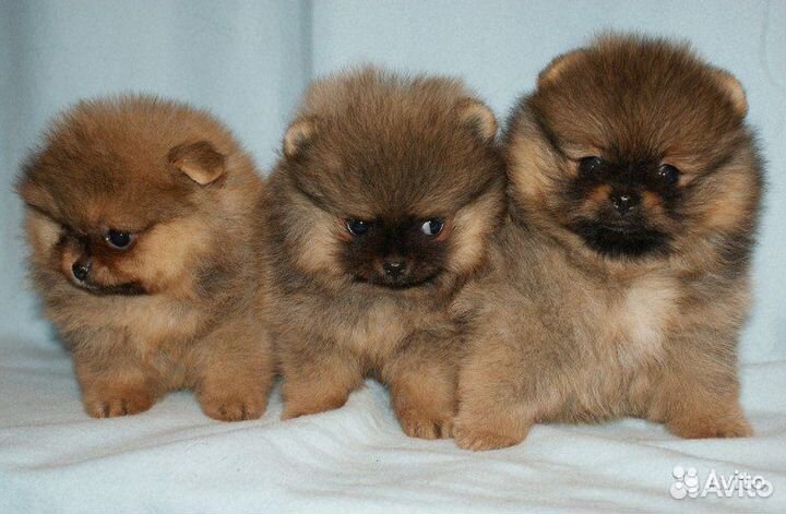 Померашки,док.ркф,клеймо в Казани