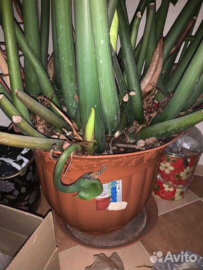 Денежное дерево