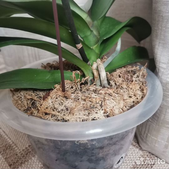 Орхидея фаленопсис