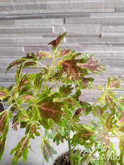 Колеусы вегетативные