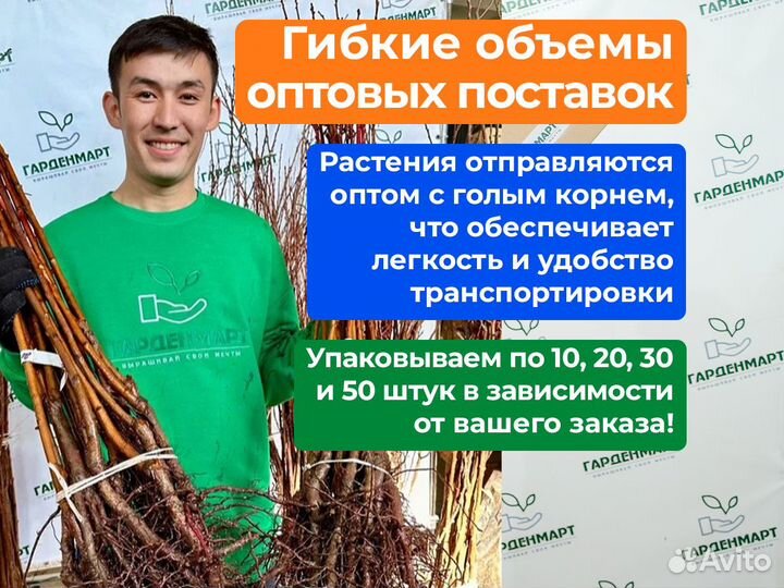 Саженцы смородины. Опт. окс