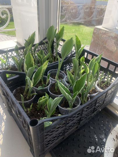 Хоста растение