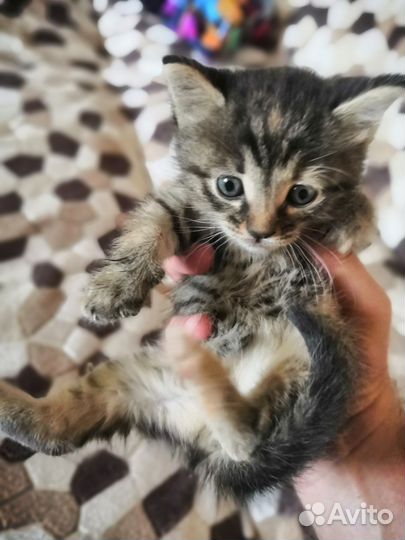 Котенок девочка в добрые руки