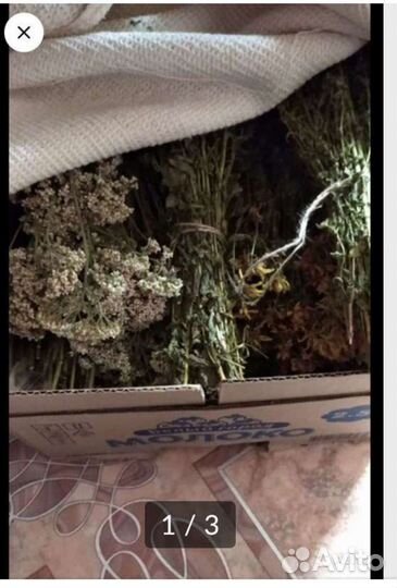 Травы лечебные разные