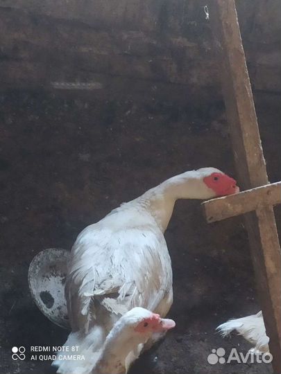 Индоутки и индоутиное яйцо