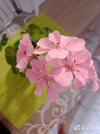 Пеларгония