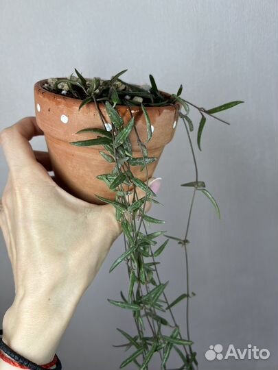 Церопегия линеарис