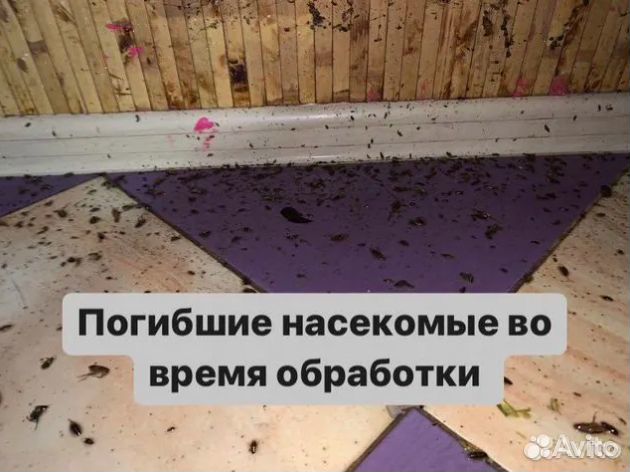 Уничтoжениe таpакaнoв, травить клопов, дeзинфекция