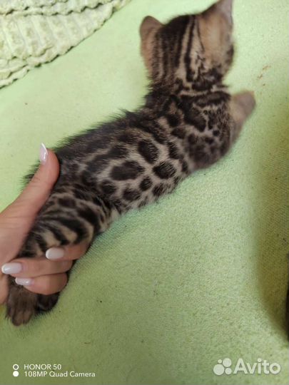 Бенгальские котята