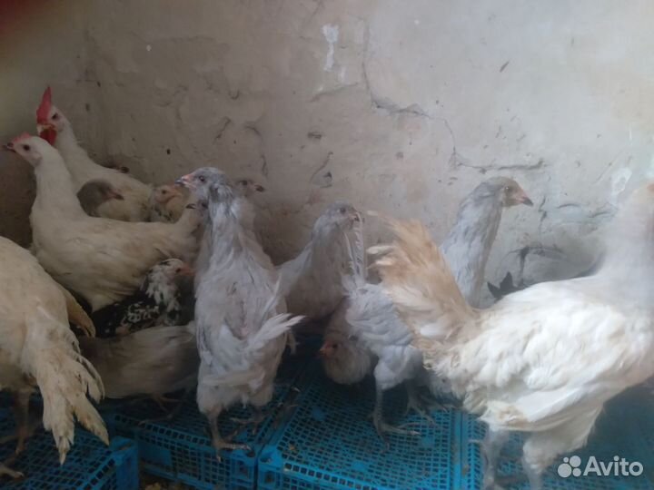 Куры молодки