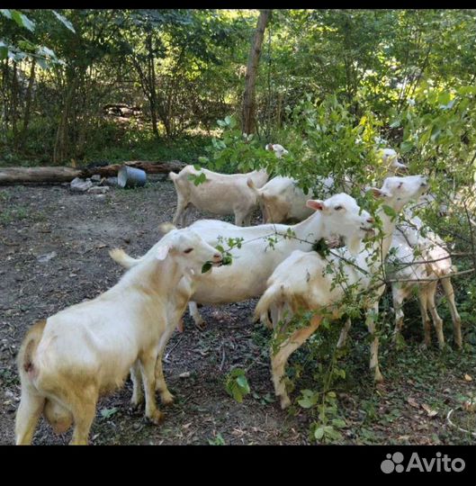 Козел зааненский
