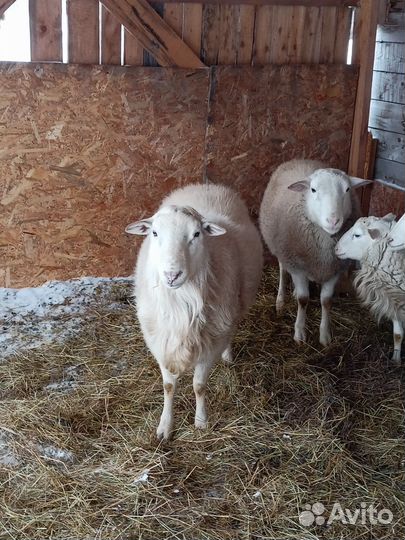 Овцы бараны