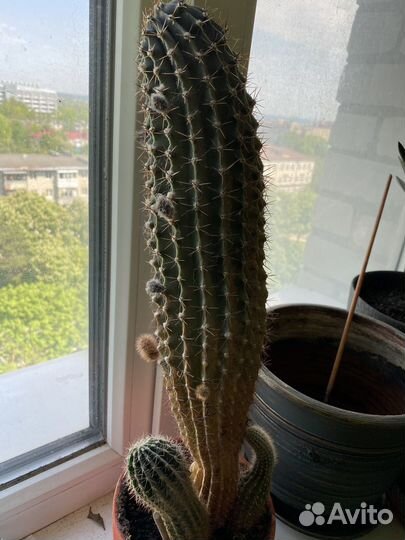 Кактус эхинопсис