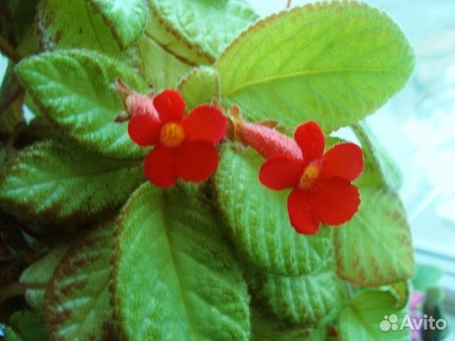 Комнатные цветы