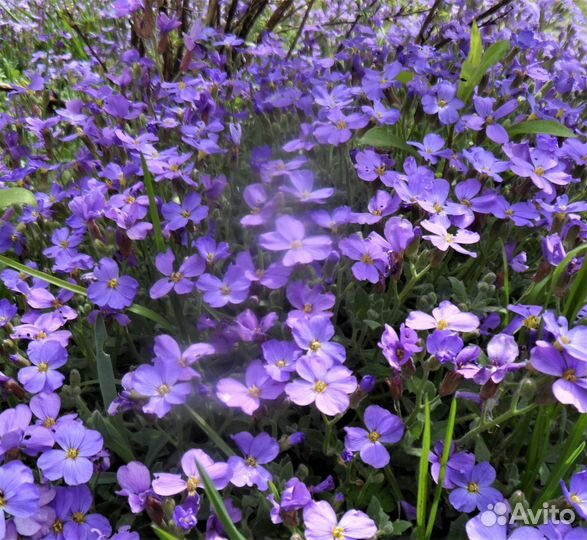 Почвопокровные многолетники из своего сада