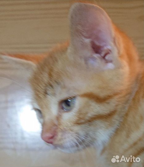 Котёночек маленький