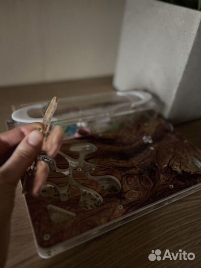 Муравьиная ферма antplanet с муравьями жнецами