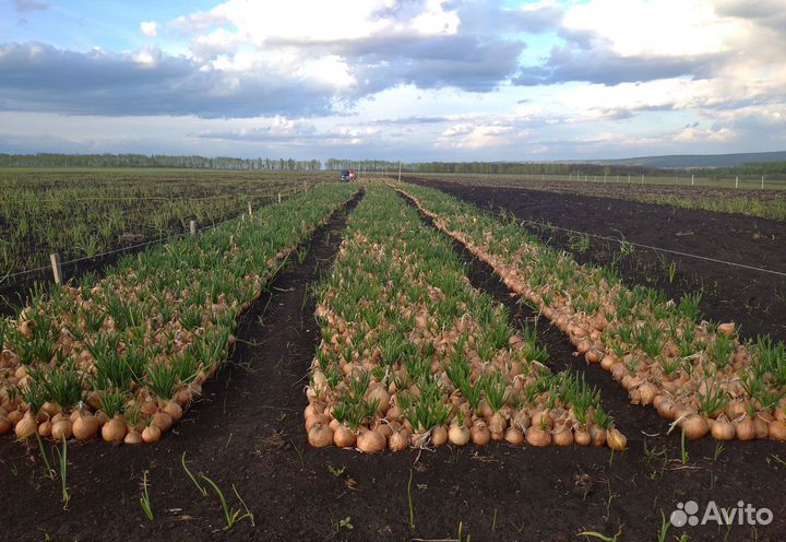 Семена лука 