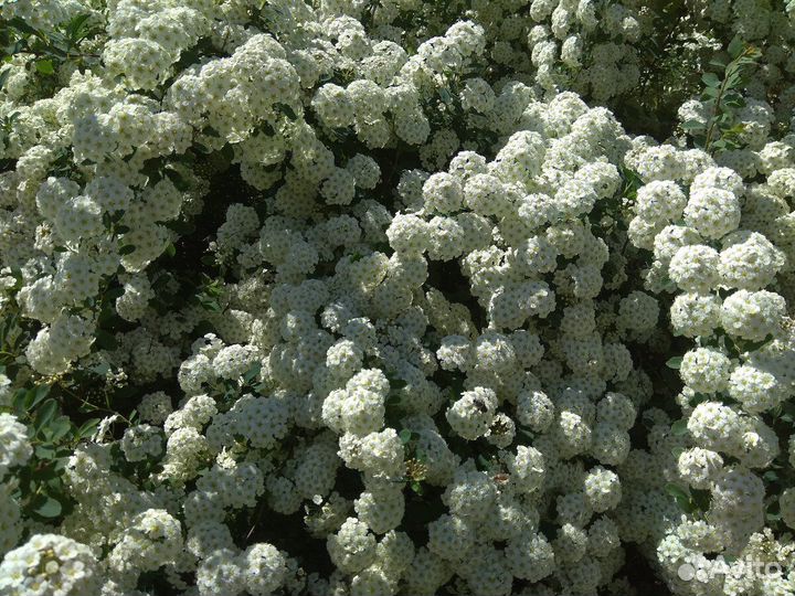 Спирея Вангутта