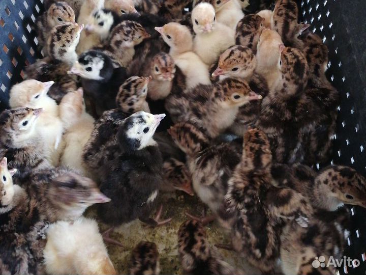 Индюшата суточные