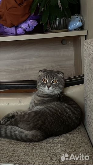 Вязка шотландский кот