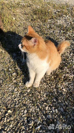Котик-подросток очень ищет дом