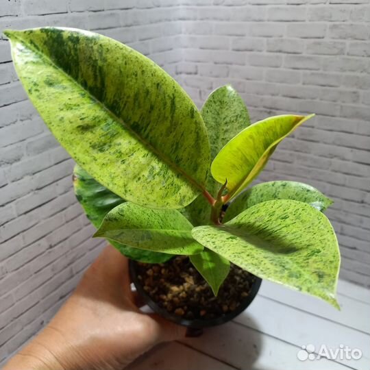 Фикус эластика Шривериана муншайн