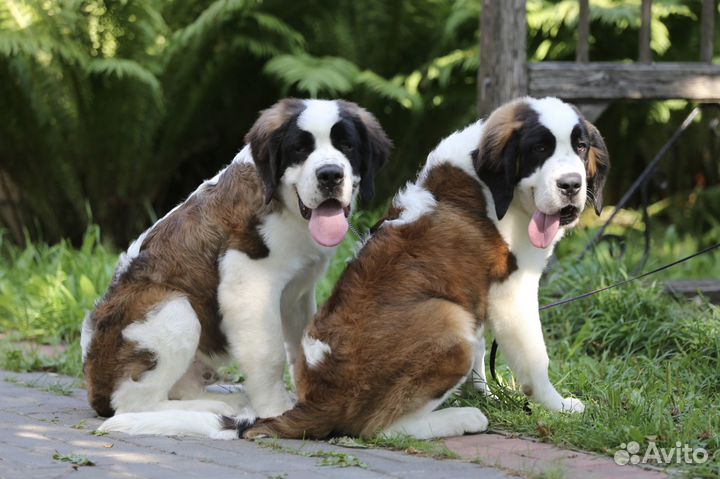 Щенки Сенбернара (Суздаль)