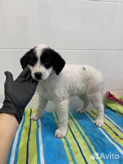 Щенок девочка метис