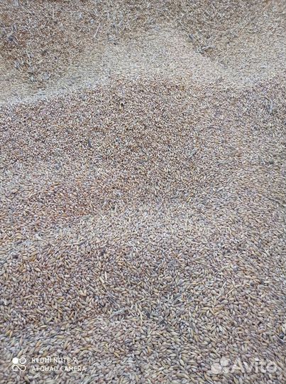 Пшеница.ячмень