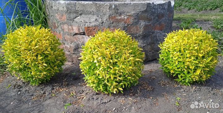 Бирючина золотистая