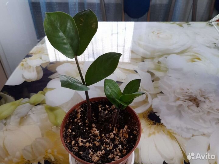 Комнатные растения