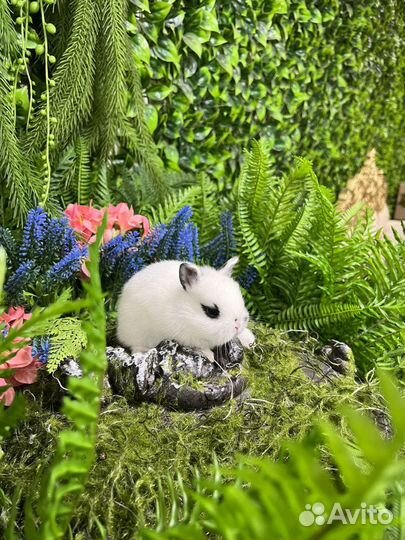 Декоративные кролики мини