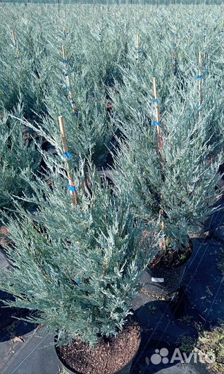 Можжевельник скальный Мунглоу