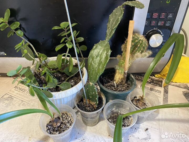 Комнатные цветы