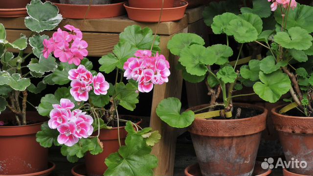 Комнатные цветы герань