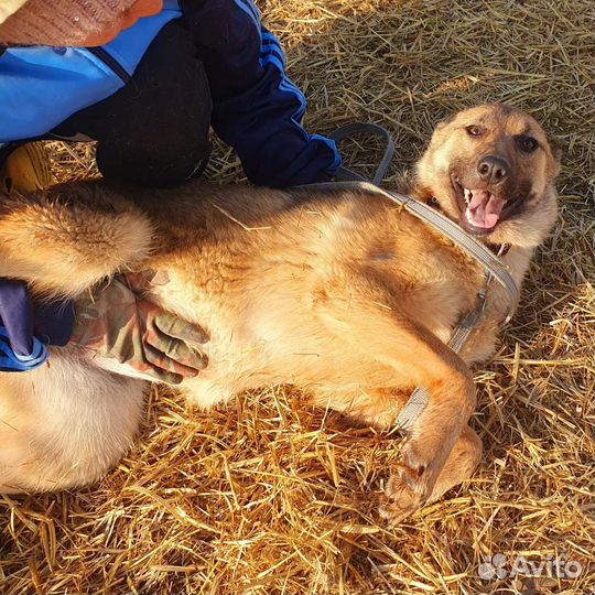 Собака в добрые руки