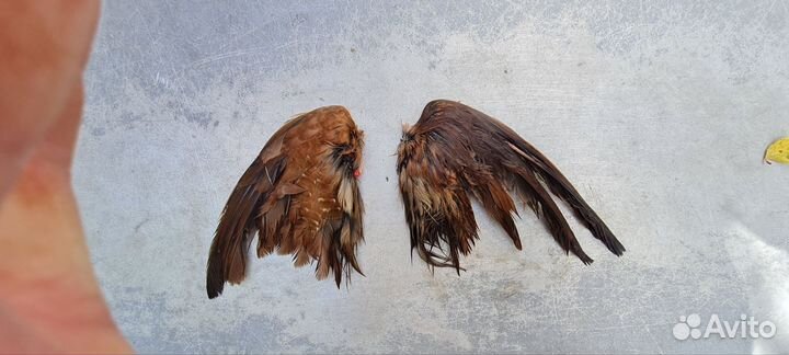 Крылья коростыля