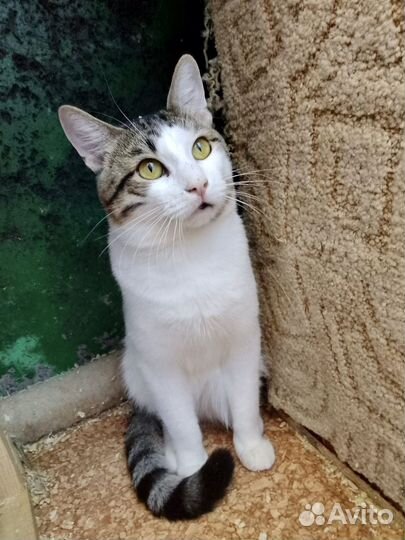 Лучший котик в дар