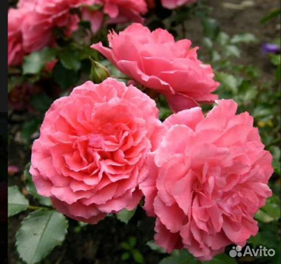 Роза плетистая Розариум Ютерсен